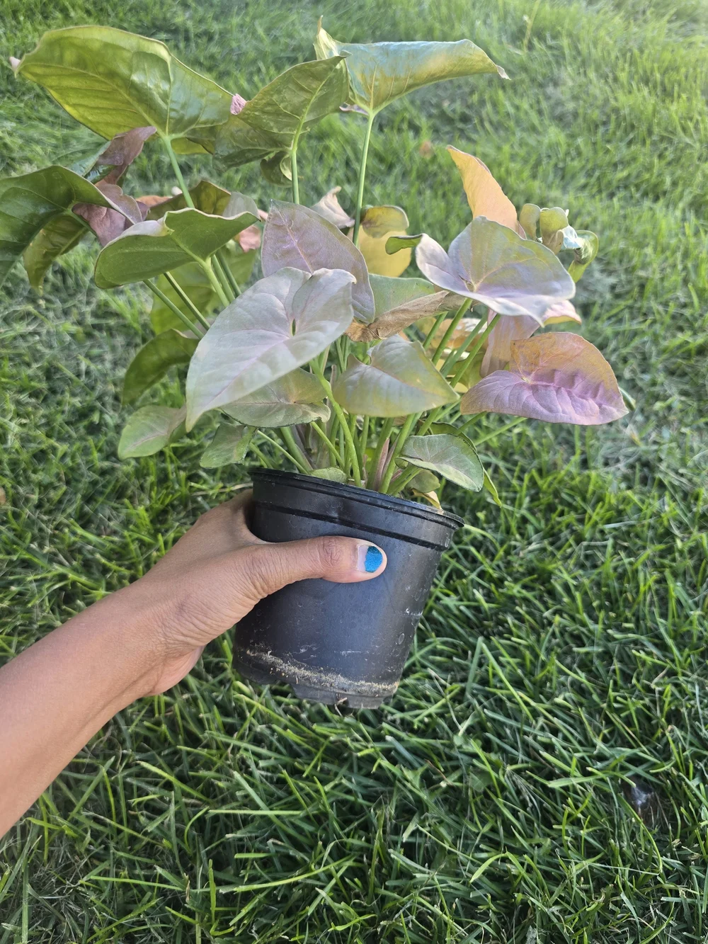 Pink Syngonium Plant